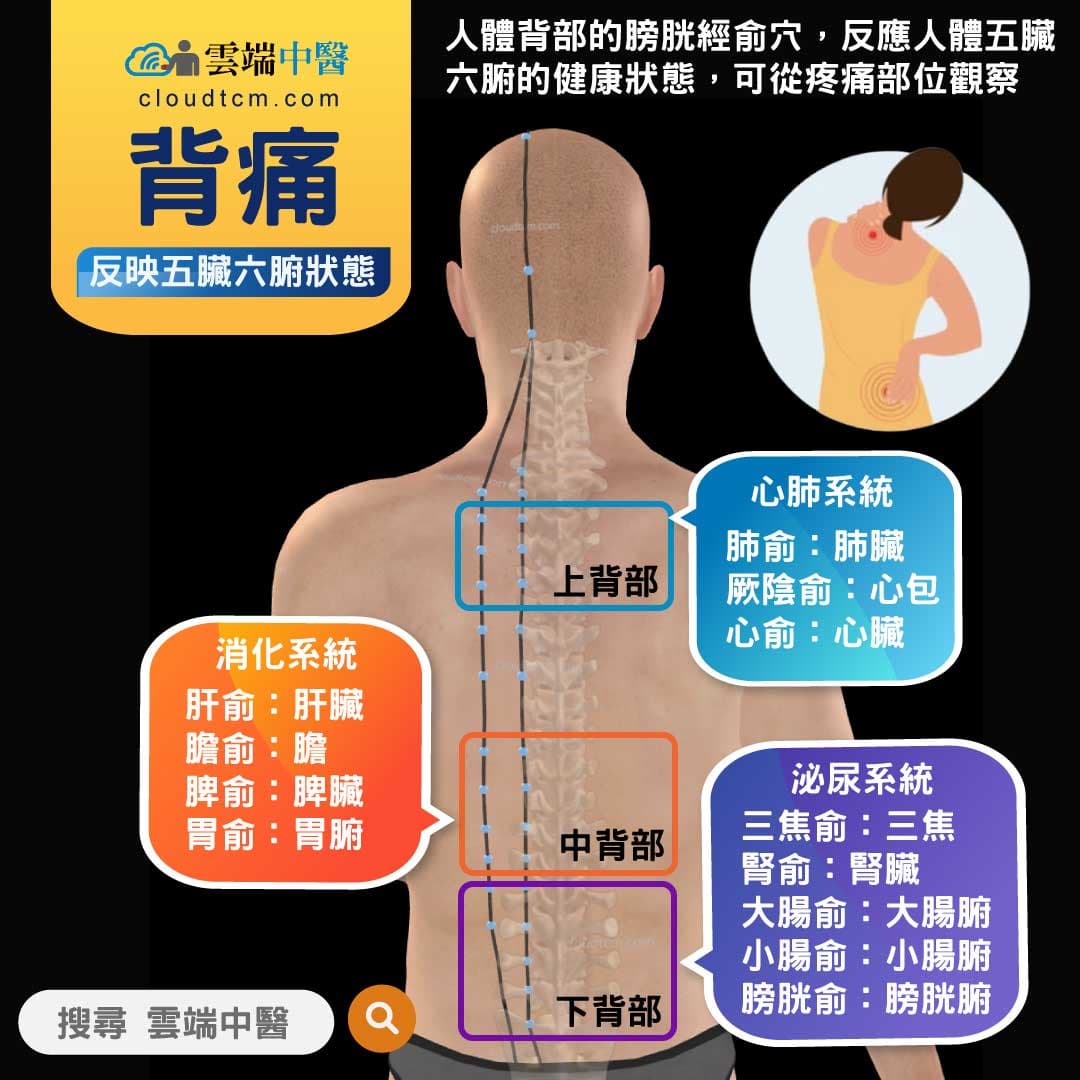 人體背後的膀胱經俞穴，反映出五臟六腑的狀態