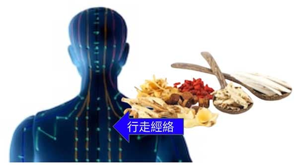 中藥具有歸經的特質，可以行走特定經絡