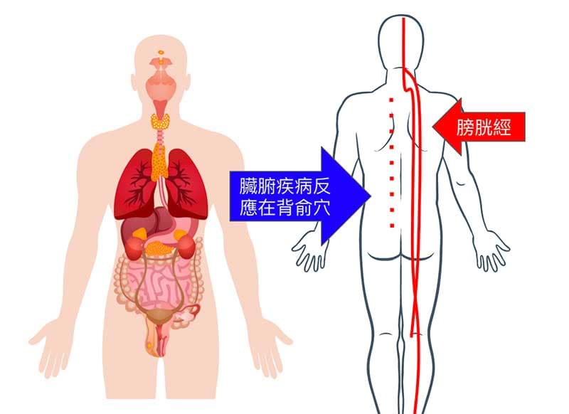 五臟六腑開始衰弱時，也會反應在背後俞穴