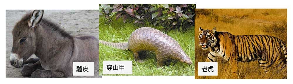 不少中藥必須大量殺害動物，不應該推廣