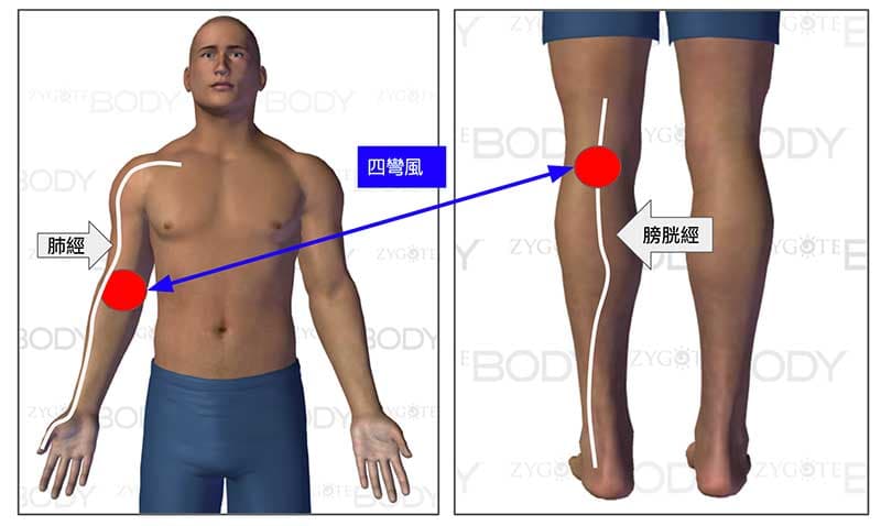 四彎風與肺經、膀胱息息相關