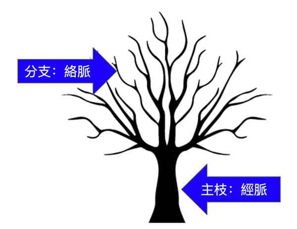 每條經絡的經脈與絡脈