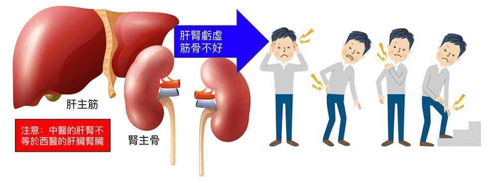 中醫認為肝腎不好的人筋骨就不好，容易受傷