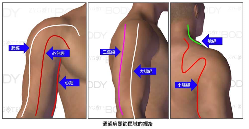 通過肩關節的經絡其實相當多且複雜