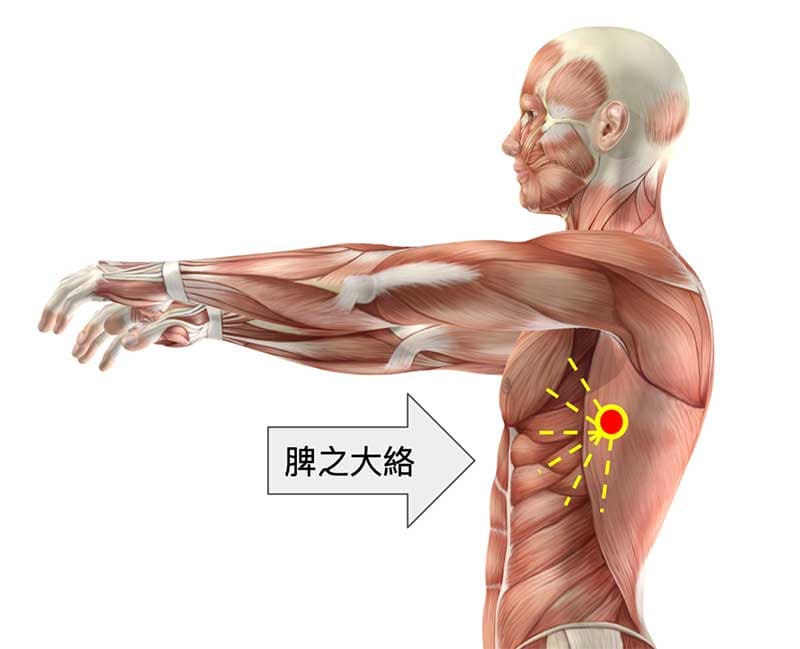 脾經的大包穴是脾之大絡