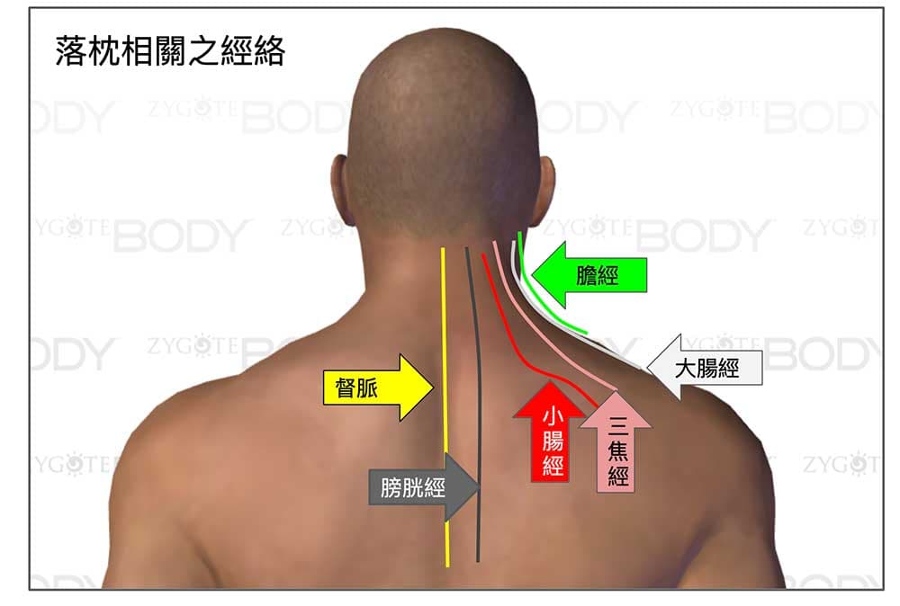 通往脖子的經絡，全部都是陽經