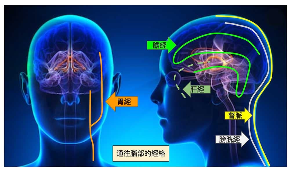 通往腦部的經絡主要有5條，實質上有16條