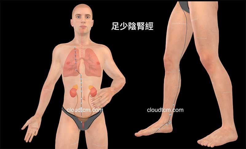 中醫的腎臟包含一系列的臟象功能，透過經絡來聯繫
