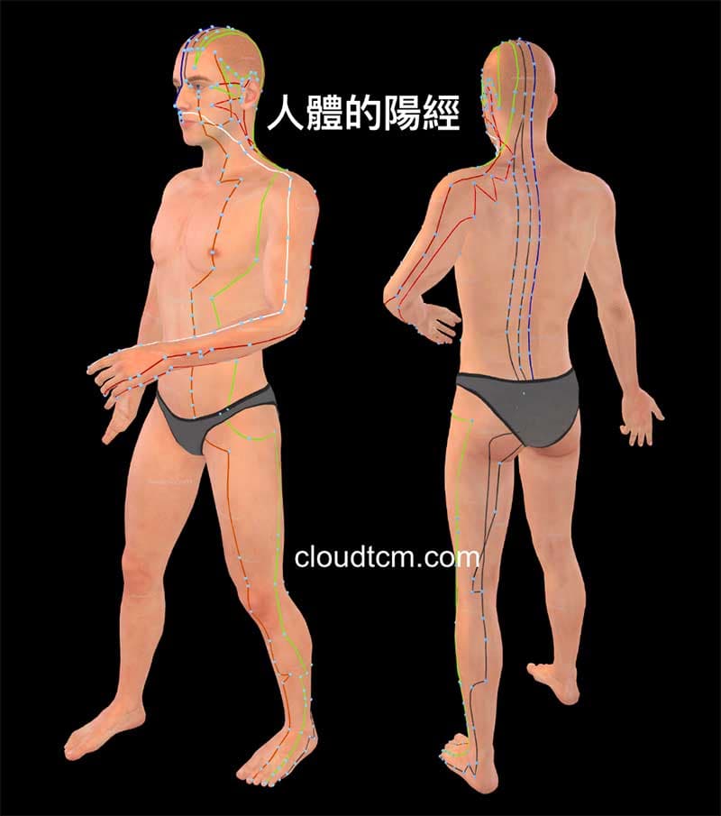 人體的主要七條陽經