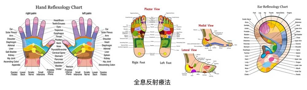 位於手、腳與耳朵的全息反射點相當完備