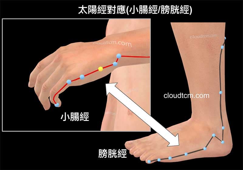 小腸經對應膀胱經，找出改善腳外側痛的穴道