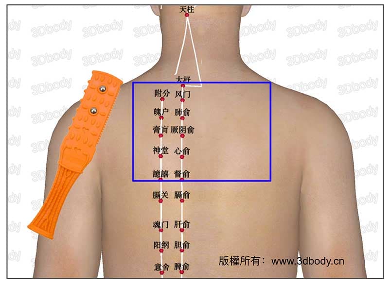 拍打上背部俞穴，也可疏通肺部與心臟的經絡氣血能量
