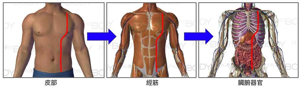 經絡影響經筋與器官