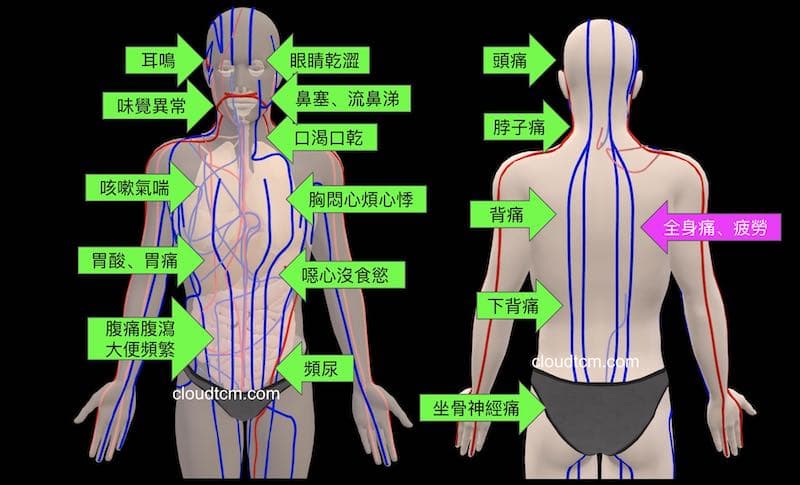 秋季常見的經絡型態與症狀，以3D模式呈現