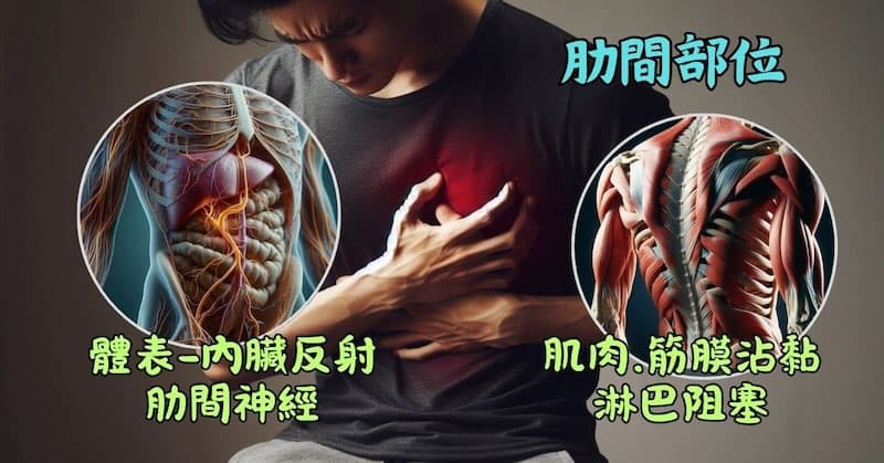 肋間部位受到相關神經與肌肉影響，也會影響到肝臟