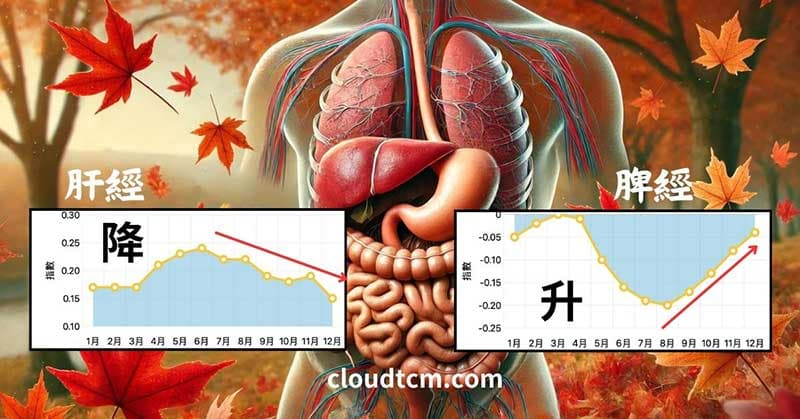 脾經與肝經的能量變化，在進入秋季之後呈現明顯的差異