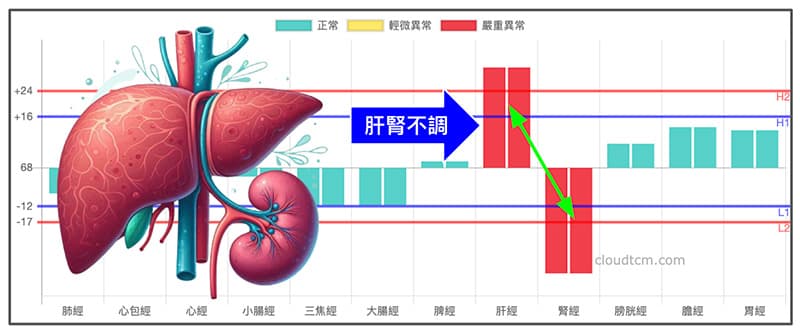 中年以上的人經常會出現肝腎不調的經絡型態