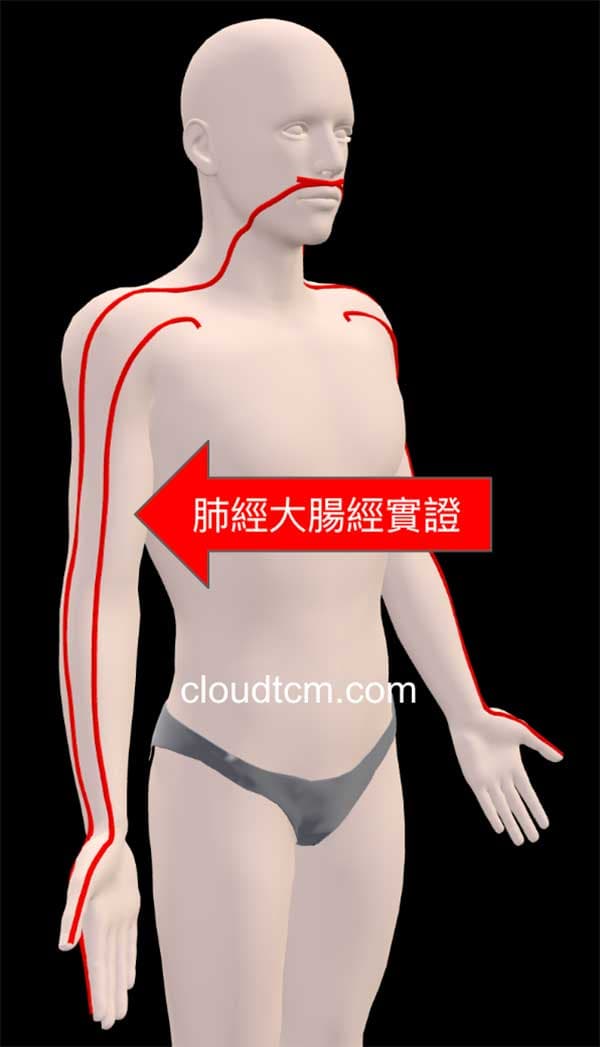 肺經與大腸經實證3D模式呈現