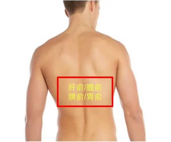 夏天背痛肝膽脾胃俞