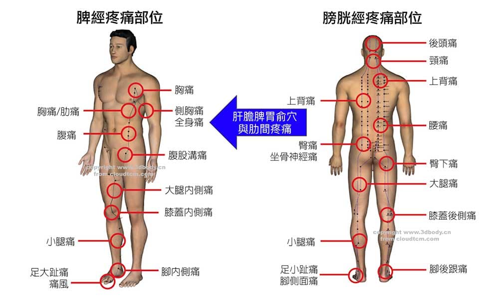 脾經與膀胱經連動異常時，也容易出現肋間疼痛