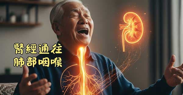 腎經陽氣與元氣十足，通往肺部及咽喉的能量強旺