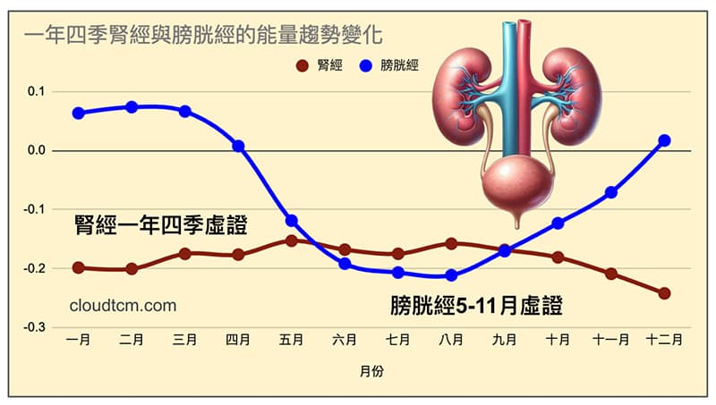 現代多數人一年四季幾乎都是腎經與膀胱經虛證