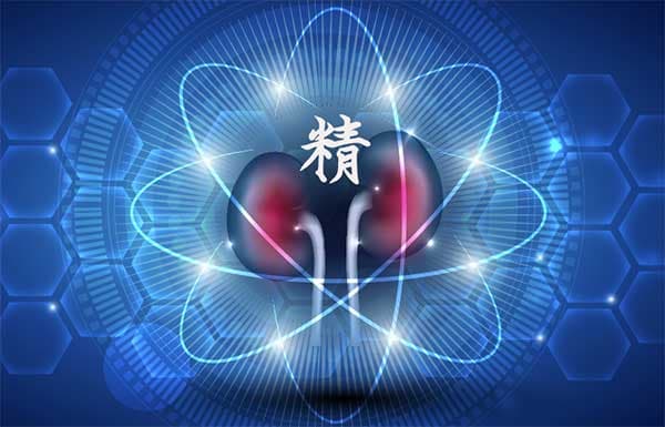腎藏精是中醫特有的概念