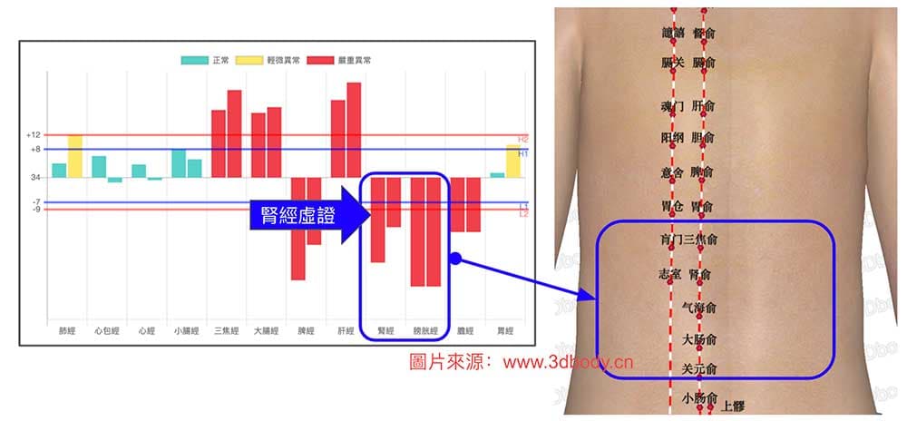 腎經虛證會造成腰酸的經絡現象