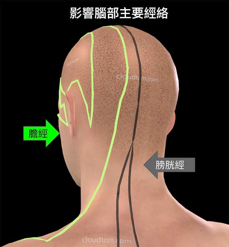 影響腦部主要的膀胱經與膽經