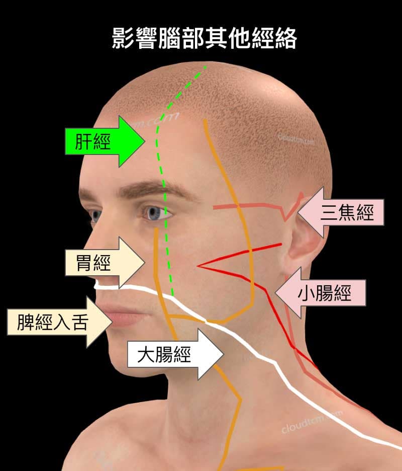 影響腦部其他經絡