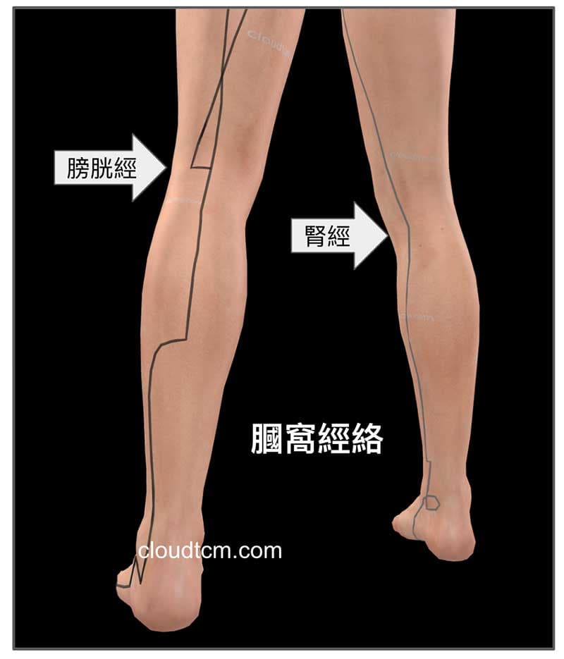 通往膕窩附近的經絡