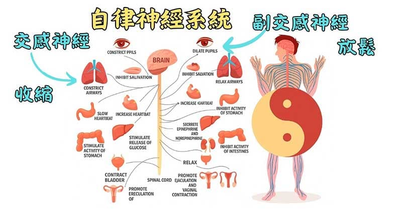 人體自律神經與中醫陰陽的概念類似