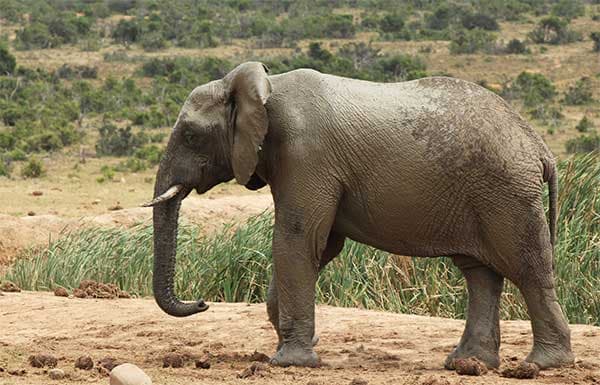 多數野生動物是不會罹患癌症的