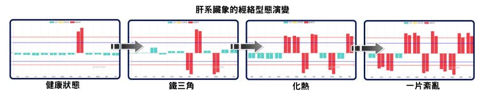 肝系臟象的經絡型態演變，最後一片紊亂