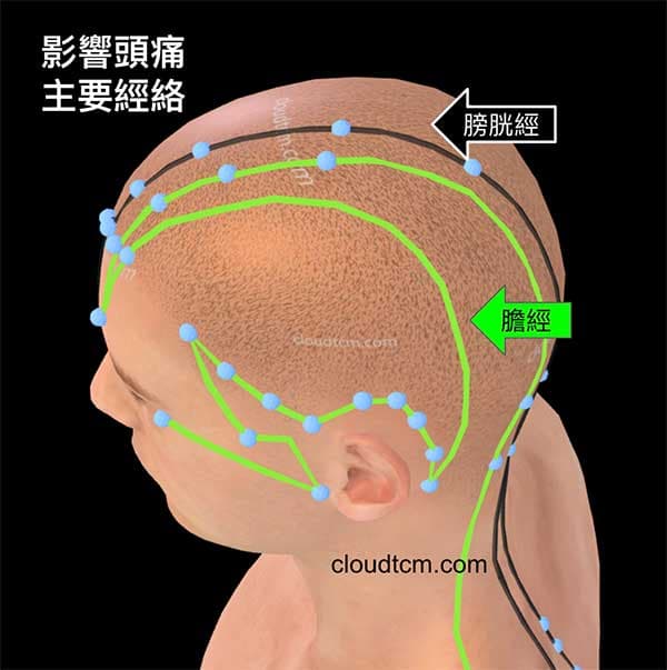 影響頭痛最主要是膽經與膀胱經