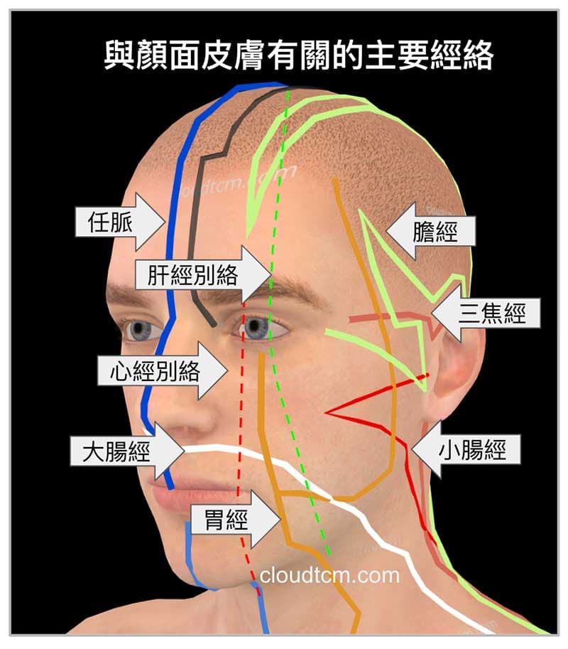 與顏面皮膚有關的主要經絡