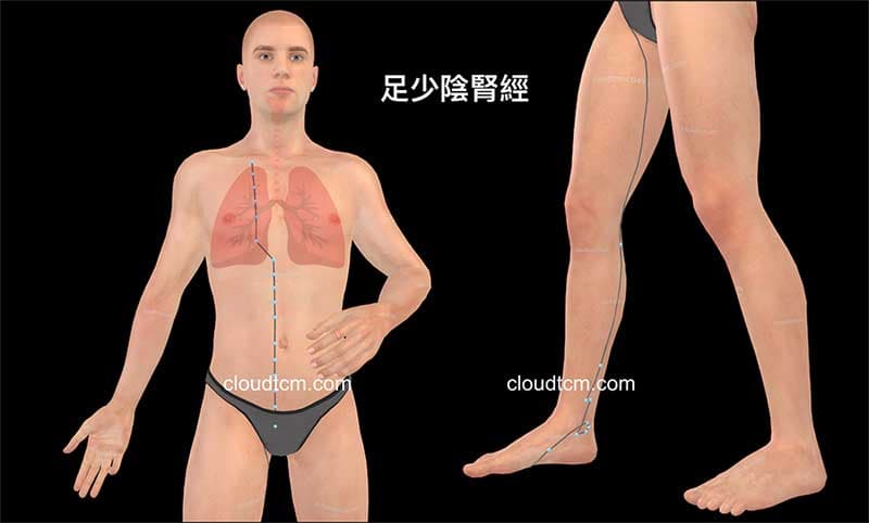 腎經通往胸部，與肺臟呼吸系統息息相關
