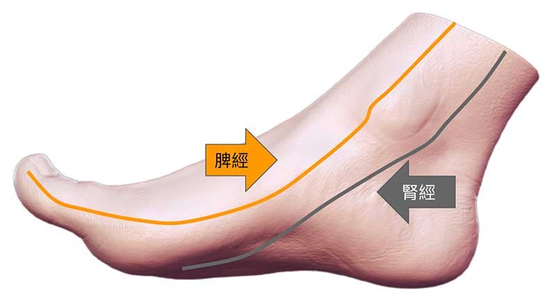 通往腳部的脾經與腎經路線