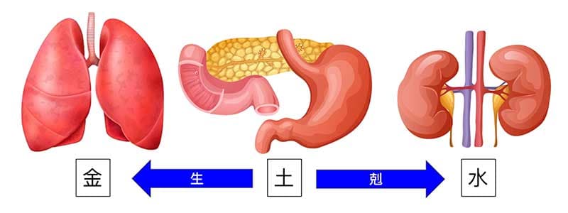 從五行來理解肺脾腎關係