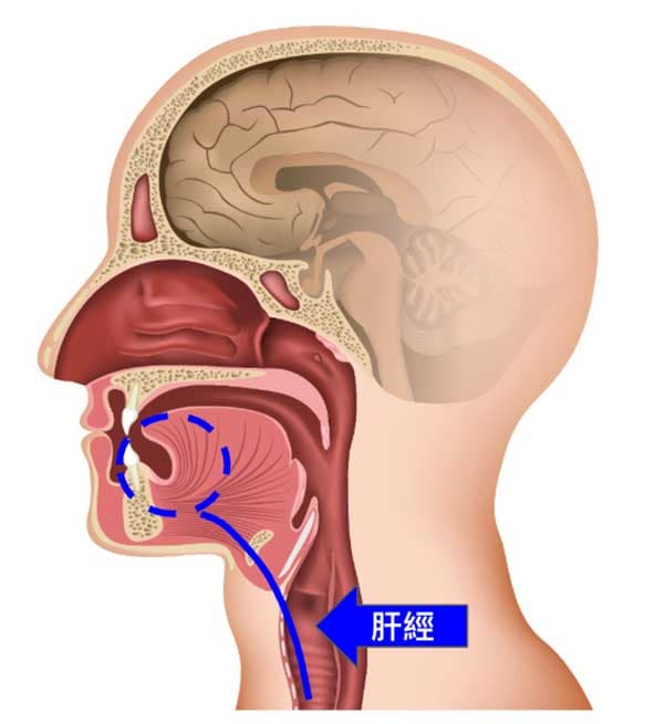 足厥陰肝經