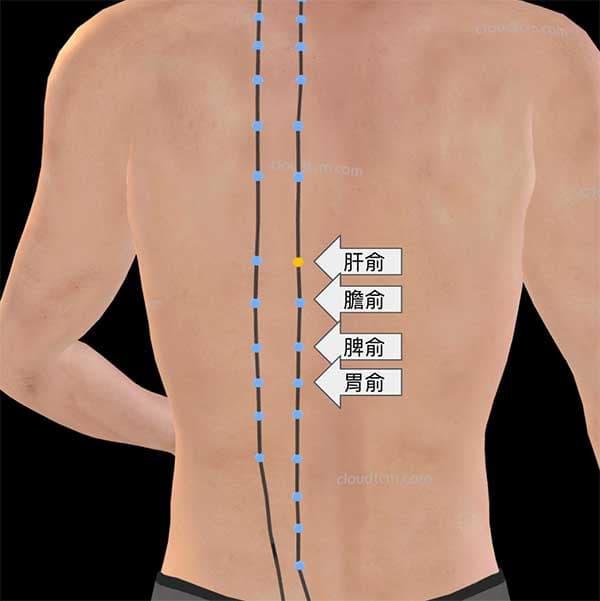 中背部疼痛主要反應在肝俞,膽俞,脾俞,胃俞附近