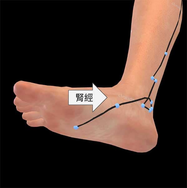 足少陰腎經