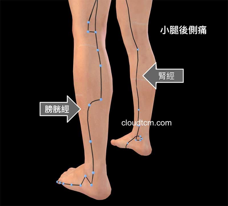 小腿後側的疼痛，主要是後到膀胱經、腎經的影響