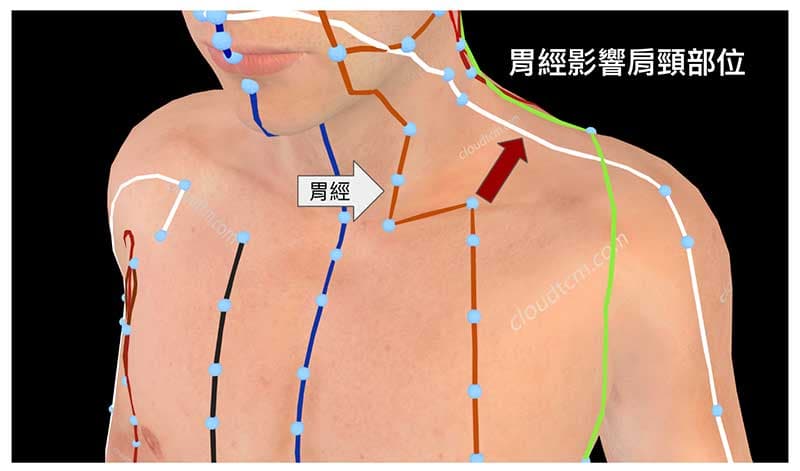 胃經異常時,也會影響到肩頸部位