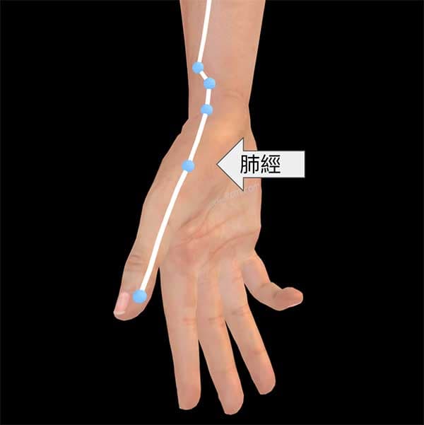 手太陰肺經