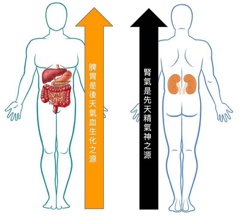 腎與脾胃是先天與後天氣血之源