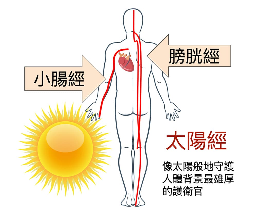 太陽經守護人體最重要的背部與心臟