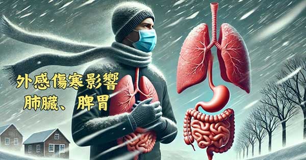 外感傷寒會影響到肺臟與脾胃消化系統