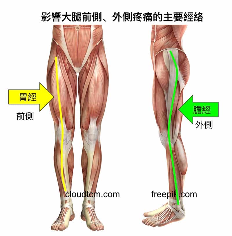 影響大腿前側、外側痛的經絡是胃經與膽經