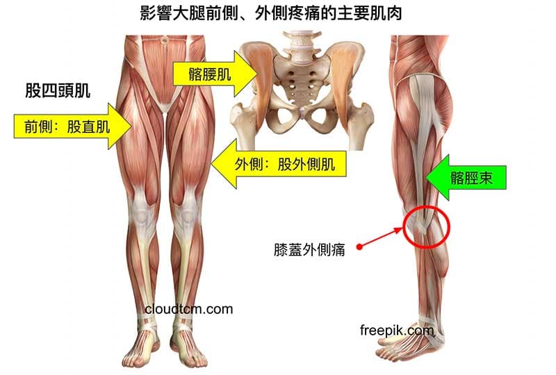 影響大腿前側、外側疼痛的主要肌肉